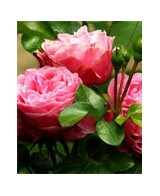 Bio květinové vody